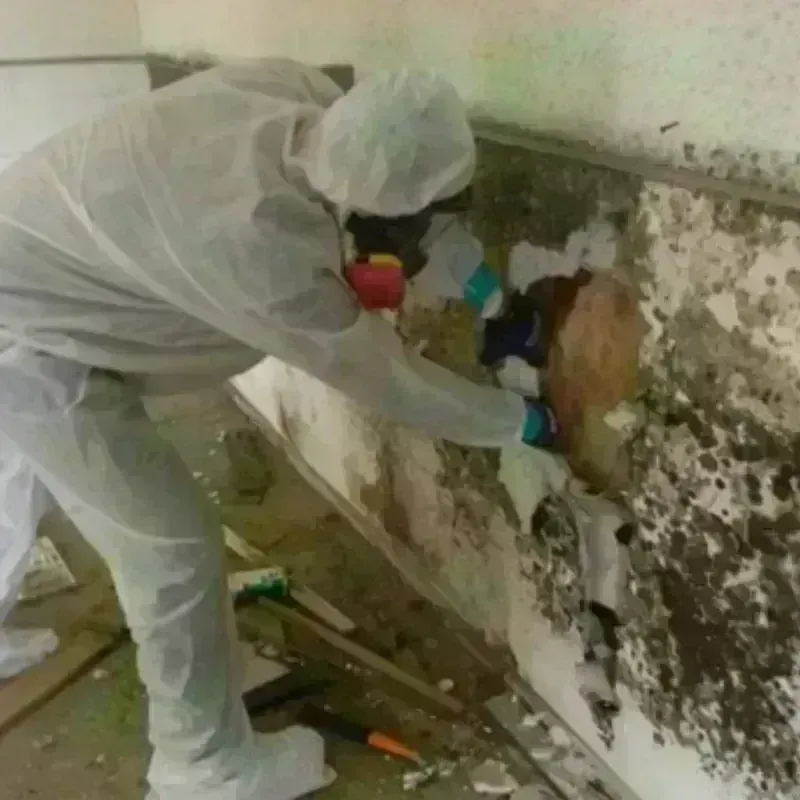 Mold Remediation and Removal in Cape Girardeau, MO